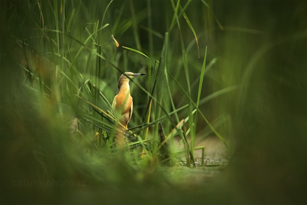 Volavka vlasatá (Ardeola ralloides), Volavka vlasatá (Ardeola ralloides) Squacco Heron, Autor: Ondřej Prosický | NaturePhoto.cz, Model: Canon EOS 5D Mark II, Objektiv: Canon EF 500mm f/4 L IS USM, Ohnisková vzdálenost (EQ35mm): 500 mm, stativ Gitzo, Clona: 5.6, Doba expozice: 1/200 s, ISO: 400, Kompenzace expozice: -1/3, Blesk: Ne, Vytvořeno: 11. června 2011 9:24:05, Kiskunsági Nemzeti Park (Maďarsko)