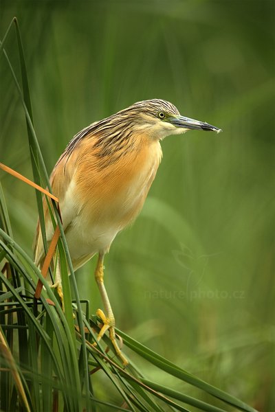 Volavka vlasatá (Ardeola ralloides), Volavka vlasatá (Ardeola ralloides) Squacco Heron, Autor: Ondřej Prosický | NaturePhoto.cz, Model: Canon EOS 5D Mark II, Objektiv: Canon EF 500mm f/4 L IS USM + TC Canon 1.4x, Ohnisková vzdálenost (EQ35mm): 700 mm, stativ Gitzo, Clona: 6.3, Doba expozice: 1/250 s, ISO: 500, Kompenzace expozice: 0, Blesk: Ne, Vytvořeno: 11. června 2011 9:39:33, Kiskunsági Nemzeti Park (Maďarsko) 