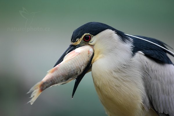 Kvakoš noční (Nycticorax nycticorax), Kvakoš noční (Nycticorax nycticorax) Night Heron, Autor: Ondřej Prosický | NaturePhoto.cz, Model: Canon EOS 5D Mark II, Objektiv: Canon EF 500mm f/4 L IS USM, Ohnisková vzdálenost (EQ35mm): 500 mm, stativ Gitzo, Clona: 5.6, Doba expozice: 1/13 s, ISO: 800, Kompenzace expozice: 0, Blesk: Ne, Vytvořeno: 11. června 2011 5:29:31, Kiskunsági Nemzeti Park (Maďarsko)