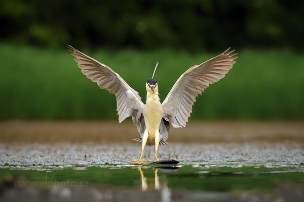 Kvakoš noční (Nycticorax nycticorax), Kvakoš noční (Nycticorax nycticorax) Night Heron, Autor: Ondřej Prosický | NaturePhoto.cz, Model: Canon EOS-1D Mark III, Objektiv: Canon EF 200mm f/2.8 L USM + TC Canon 1.4x, Ohnisková vzdálenost (EQ35mm): 364 mm, stativ Gitzo, Clona: 4.5, Doba expozice: 1/640 s, ISO: 400, Kompenzace expozice: -1/3, Blesk: Ne, Vytvořeno: 11. června 2011 10:26:12, Kiskunsági Nemzeti Park (Maďarsko)