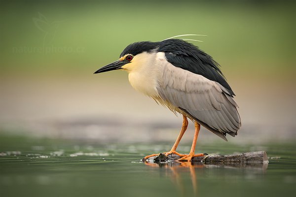 Kvakoš noční (Nycticorax nycticorax), Kvakoš noční (Nycticorax nycticorax) Night Heron, Autor: Ondřej Prosický | NaturePhoto.cz, Model: Canon EOS 5D Mark II, Objektiv: Canon EF 500mm f/4 L IS USM, Ohnisková vzdálenost (EQ35mm): 500 mm, stativ Gitzo, Clona: 5.0, Doba expozice: 1/250 s, ISO: 640, Kompenzace expozice: 0, Blesk: Ne, Vytvořeno: 11. června 2011 7:46:25, Kiskunsági Nemzeti Park (Maďarsko)  