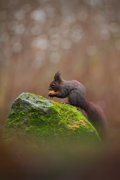 Veverka obecná (Sciurus vulgaris), Veverka obecná (Sciurus vulgaris), Autor: Ondřej Prosický | NaturePhoto.cz, Model: Canon EOS 5D Mark II, Objektiv: Canon EF 300mm f/2.8 L IS II USM, Ohnisková vzdálenost (EQ35mm): 300 mm, stativ Gitzo, Clona: 3.5, Doba expozice: 1/320 s, ISO: 1600, Kompenzace expozice: -2/3, Blesk: Ne, Vytvořeno: 8. ledna 2012 9:40:28, Mladá Boleslav (Česko)