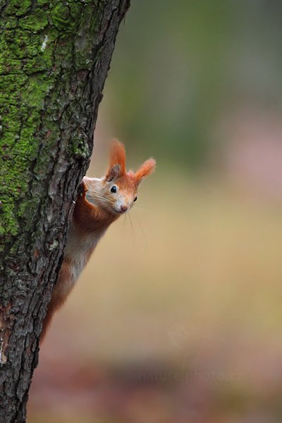 Veverka obecná (Sciurus vulgaris), Veverka obecná (Sciurus vulgaris), Autor: Ondřej Prosický | NaturePhoto.cz, Model: Canon EOS 5D Mark II, Objektiv: Canon EF 300mm f/2.8 L IS II USM, Ohnisková vzdálenost (EQ35mm): 420 mm, stativ Gitzo, Clona: 4.5, Doba expozice: 1/250 s, ISO: 2000, Kompenzace expozice: -1, Blesk: Ne, Vytvořeno: 8. ledna 2012 9:05:24, Mladá Boleslav (Česko)