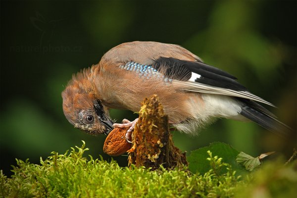 Sojka obecná (Garrulus glandarius), Sojka obecná (Garrulus glandarius) European Jay, Autor: Ondřej Prosický | NaturePhoto.cz, Model: Canon EOS-1D Mark III, Objektiv: Canon EF 500mm f/4 L IS USM, Ohnisková vzdálenost (EQ35mm): 910 mm, stativ Gitzo, Clona: 8.0, Doba expozice: 1/160 s, ISO: 640, Kompenzace expozice: -1, Blesk: Ne, Vytvořeno: 13. srpna 2011 16:58:56, Prachaticko, Šumava, Česko