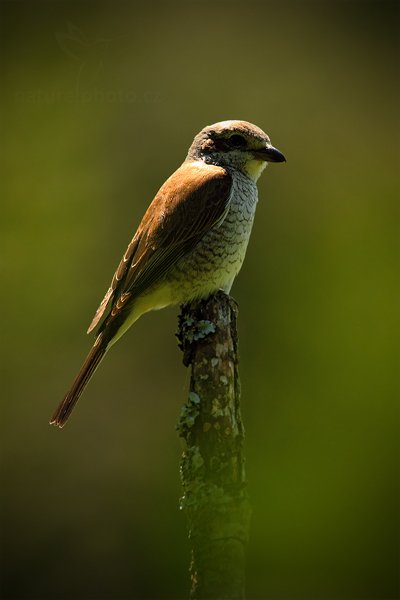 Ťuhýk obecný (Lanius collurio), Ťuhýk obecný (Lanius collurio) Red-backed Shrike, Autor: Ondřej Prosický | NaturePhoto.cz, Model: Canon EOS 5D Mark II, Objektiv: Canon EF 500mm f/4 L IS USM, Ohnisková vzdálenost (EQ35mm): 700 mm, stativ Gitzo, Clona: 7.1, Doba expozice: 1/640 s, ISO: 640, Kompenzace expozice: 0, Blesk: Ne, Vytvořeno: 17. července 2011 11:15:13, Prachaticko, Šumava (Česko)