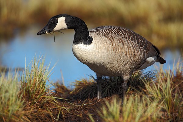 Berneška velká (Branta canadensis), Berneška velká (Branta canadensis) Canada Goose, Autor: Ondřej Prosický | NaturePhoto.cz, Model: Canon EOS 5D Mark II, Objektiv: Canon EF 500mm f/4 L IS USM, Ohnisková vzdálenost (EQ35mm): 700 mm, stativ Gitzo, Clona: 5.6, Doba expozice: 1/640 s, ISO: 100, Kompenzace expozice: 0, Blesk: Ne, Vytvořeno: 17. dubna 2011 7:10:13, Lake Hornboga (Švédsko)  