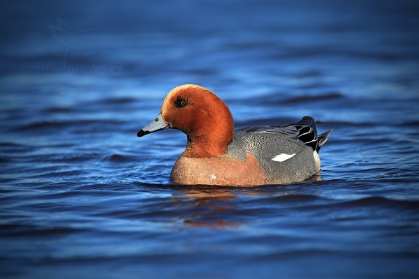 Hvízdák euroasijský (Anas penelope), Hvízdák euroasijský (Anas penelope) Eurasian Wigeon, Autor: Ondřej Prosický | NaturePhoto.cz, Model: Canon EOS 5D Mark II, Objektiv: Canon EF 500mm f/4 L IS USM, Ohnisková vzdálenost (EQ35mm): 700 mm, stativ Gitzo, Clona: 5.6, Doba expozice: 1/500 s, ISO: 100, Kompenzace expozice: +1/3, Blesk: Ne, Vytvořeno: 17. dubna 2011 9:27:55, Lake Hornboga (Švédsko)