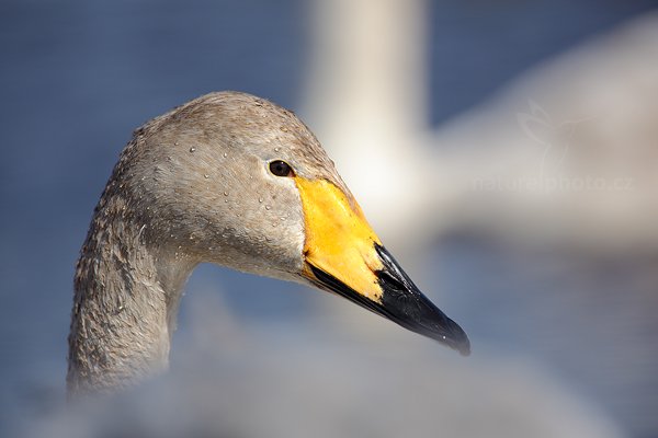 Labuť zpěvná (Cygnus cygnus), Labuť zpěvná (Cygnus cygnus) Whooper Swan, Autor: Ondřej Prosický | NaturePhoto.cz, Model: Canon EOS 5D Mark II, Objektiv: Canon EF 500mm f/4 L IS USM, Ohnisková vzdálenost (EQ35mm): 700 mm, stativ Gitzo, Clona: 5.6, Doba expozice: 1/500 s, ISO: 100, Kompenzace expozice: 0, Blesk: Ne, Vytvořeno: 17. dubna 2011 3:51:19, Lake Hornboga (Švédsko) 