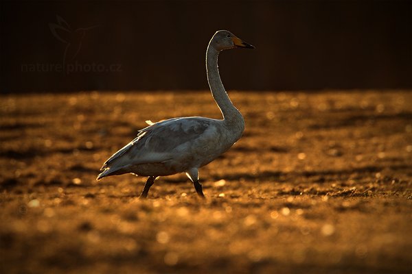 Labuť zpěvná (Cygnus cygnus), Labuť zpěvná (Cygnus cygnus) Whooper Swan, Autor: Ondřej Prosický | NaturePhoto.cz, Model: Canon EOS 5D Mark II, Objektiv: Canon EF 500mm f/4 L IS USM, Ohnisková vzdálenost (EQ35mm): 700 mm, stativ Gitzo, Clona: 6.3, Doba expozice: 1/400 s, ISO: 200, Kompenzace expozice: -1/3, Blesk: Ne, Vytvořeno: 17. dubna 2011 11:29:54, Lake Hornboga (Švédsko)