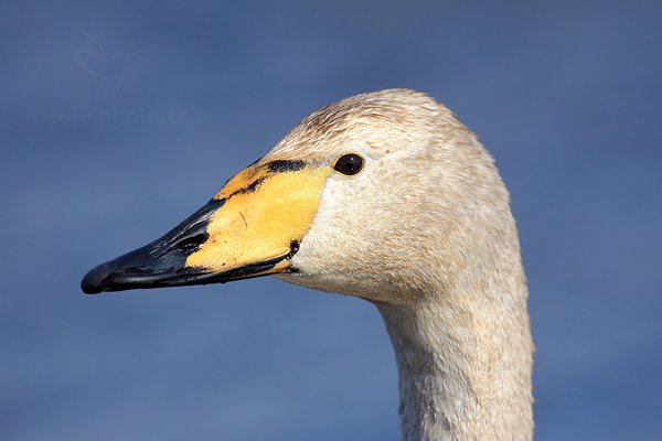 Labuť zpěvná (Cygnus cygnus), Labuť zpěvná (Cygnus cygnus) Whooper Swan, Autor: Ondřej Prosický | NaturePhoto.cz, Model: Canon EOS 5D Mark II, Objektiv: Canon EF 500mm f/4 L IS USM, Ohnisková vzdálenost (EQ35mm): 700 mm, stativ Gitzo, Clona: 8.0, Doba expozice: 1/800 s, ISO: 200, Kompenzace expozice: +1/3, Blesk: Ne, Vytvořeno: 17. dubna 2011 3:41:52, Lake Hornboga (Švédsko)