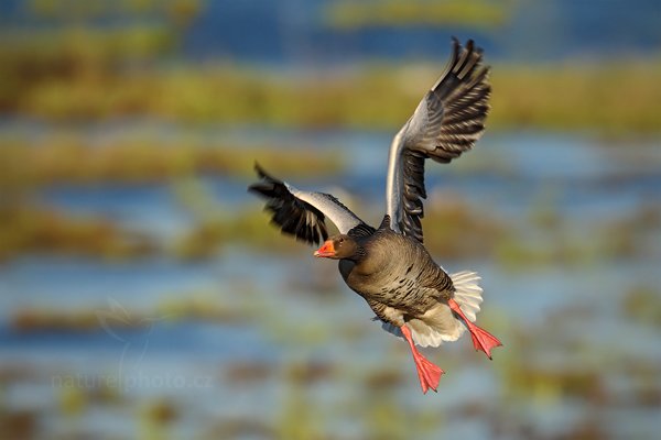 Husa velká (Anser anser), Husa velká (Anser anser) Greylag Goose, Autor: Ondřej Prosický | NaturePhoto.cz, Model: Canon EOS-1D Mark III, Objektiv: Canon EF 500mm f/4 L IS USM, Ohnisková vzdálenost (EQ35mm): 910 mm, stativ Gitzo, Clona: 6.3, Doba expozice: 1/1250 s, ISO: 200, Kompenzace expozice: -1/3, Blesk: Ne, Vytvořeno: 16. dubna 2011 18:29:01, Lake Hornboga (Švédsko)  