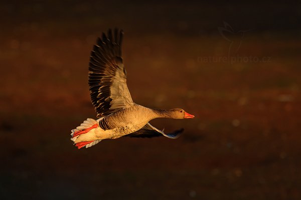 Husa velká (Anser anser), Husa velká (Anser anser) Greylag Goose, Autor: Ondřej Prosický | NaturePhoto.cz, Model: Canon EOS-1D Mark III, Objektiv: Canon EF 500mm f/4 L IS USM, Ohnisková vzdálenost (EQ35mm): 910 mm, stativ Gitzo, Clona: 6.3, Doba expozice: 1/500 s, ISO: 400, Kompenzace expozice: -2/3, Blesk: Ne, Vytvořeno: 16. dubna 2011 19:26:18, Lake Hornboga (Švédsko)