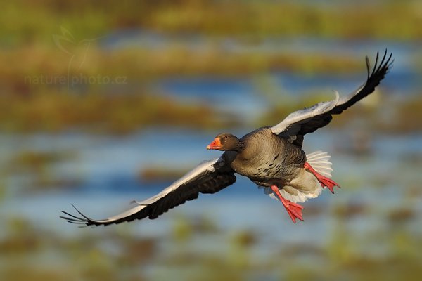 Husa velká (Anser anser), Husa velká (Anser anser), Greylag Goose, Autor: Ondřej Prosický | NaturePhoto.cz, Model: Canon EOS-1D Mark III, Objektiv: Canon EF 500mm f/4 L IS USM, Ohnisková vzdálenost (EQ35mm): 910 mm, stativ Gitzo, Clona: 6.3, Doba expozice: 1/1250 s, ISO: 200, Kompenzace expozice: -1/3, Blesk: Ne, Vytvořeno: 16. dubna 2011 18:29:01, Lake Hornboga (Švédsko) 