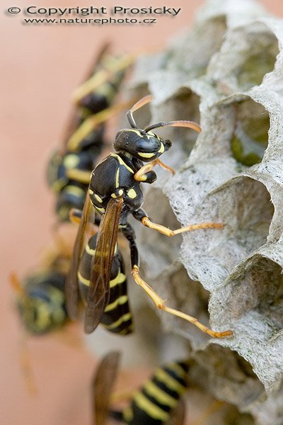 Vosík sp. (Polistes nimpha), Autor: Ondřej Prosický, Model aparátu: Canon EOS 20D, Objektiv: Canon EF 100mm f/2.8 Macro USM, Ohnisková vzdálenost: 100.00 mm, Clona: 7.10, Doba expozice: 1/160 s, ISO: 400, Vyvážení expozice: 0.33, Blesk: Ne, Vytvořeno: 30. července 2005 14:48:21, Valteřice u České Lípy (ČR)