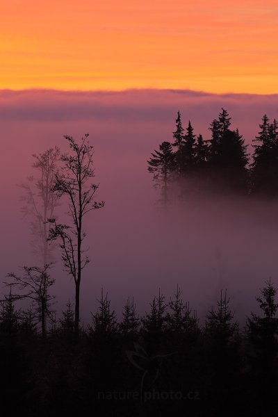 Šumavská inverze, Autor: Ondřej Prosický | NaturePhoto.cz, Model: Canon EOS 5D Mark II, Objektiv: Canon EF 200mm f/2.8 L USM, Ohnisková vzdálenost (EQ35mm): 200 mm, stativ Gitzo, Clona: 8.0, Doba expozice: 0.3 s, ISO: 100, Kompenzace expozice: -1, Blesk: Ne, Vytvořeno: 29. října 2011 6:28:54, Prachaticko, Šumava (Česko)