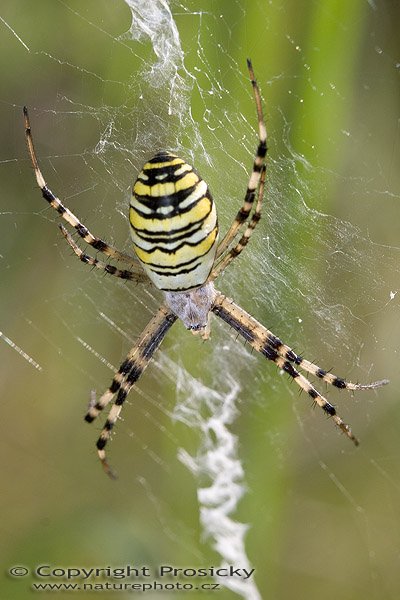 Křižák pruhovaný (Argiope bruennichii), Autor: Ondřej Prosický, Model aparátu: Canon EOS 20D, Objektiv: Canon EF 100mm f/2.8 Macro USM, Ohnisková vzdálenost: 100.00 mm, Clona: 6.30, Doba expozice: 1/200 s, ISO: 200, Vyvážení expozice: 0.00, Blesk: Ano, Vytvořeno: 5. srpna 2005 17:56:42, Praha 10 - Strašnice (ČR)