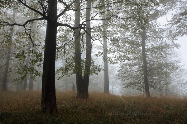 Stromy v mlžném lese, Autor: Ondřej Prosický | NaturePhoto.cz, Model: Canon EOS 5D Mark II, Objektiv: Canon EF 17-40mm f/4 L USM, Ohnisková vzdálenost (EQ35mm): 40 mm, stativ Gitzo, Clona: 9.0, Doba expozice: 1/15 s, ISO: 100, Kompenzace expozice: +1, Blesk: Ne, Vytvořeno: 8. října 2011 9:07:16, NP České Švýcarsko (Česko)