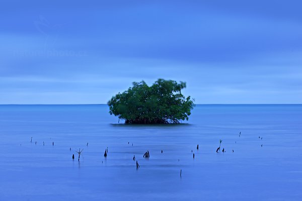 Časně ranní pohled na mangrove, Autor: Ondřej Prosický | NaturePhoto.cz, Model: Canon EOS 5D Mark II, Objektiv: Canon EF 100mm f/2.8 Macro USM, Ohnisková vzdálenost (EQ35mm): 100 mm, stativ Gitzo, Clona: 8.0, Doba expozice: 30.0 s, ISO: 100, Kompenzace expozice: -1/3, Blesk: Ne, Vytvořeno: 13. ledna 2011 6:07:35, Caye Caulker (Belize)