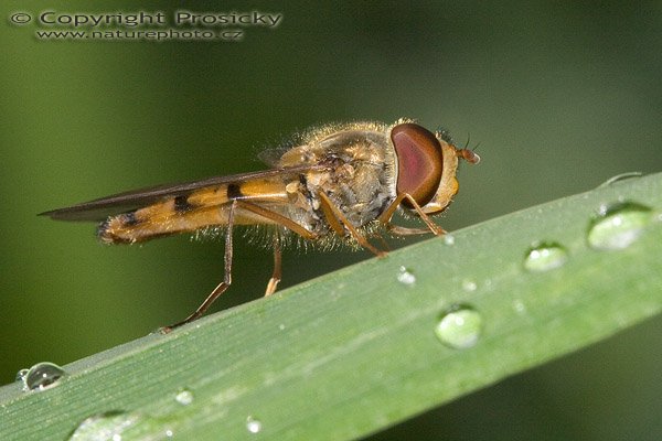 Pestřenka, Autor: Ondřej Prosický, Model aparátu: Canon EOS 20D, Objektiv: Canon EF 100mm f/2.8 Macro USM, Ohnisková vzdálenost: 100.00 mm, Clona: 13.00, Doba expozice: 1/160 s, ISO: 400, Vyvážení expozice: 0.00, Blesk: Ano, Vytvořeno: 7. srpna 2005 8:34:16, Lety u Dobřichovic (ČR)