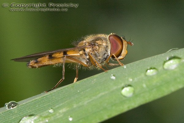 Pestřenka, Autor: Ondřej Prosický, Model aparátu: Canon EOS 20D, Objektiv: Canon EF 100mm f/2.8 Macro USM, Ohnisková vzdálenost: 100.00 mm, Clona: 13.00, Doba expozice: 1/160 s, ISO: 400, Vyvážení expozice: 0.00, Blesk: Ano, Vytvořeno: 7. srpna 2005 8:34:16, Lety u Dobřichovic (ČR)