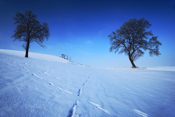 Zimní krajina se stromy, Autor: Ondřej Prosický | NaturePhoto.cz, Model: Canon EOS 5D Mark II, Objektiv: Canon EF 17-40mm f/4 L USM, Ohnisková vzdálenost (EQ35mm): 17 mm, stativ Gitzo, Clona: 11, Doba expozice: 1/50 s, ISO: 100, Kompenzace expozice: +1/3, Blesk: Ne, Vytvořeno: 4. prosince 2010 11:41:07, České Středohoří (Česko) 