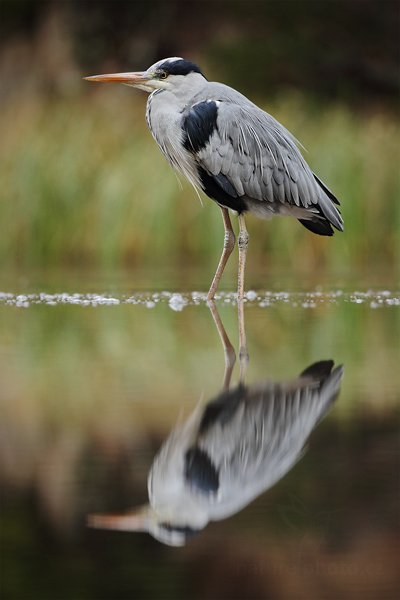 Volavka popelavá (Ardea cinerea), Volavka popelavá (Ardea cinerea), Grey Heron, Autor: Ondřej Prosický | NaturePhoto.cz, Model: Canon EOS 5D Mark II, Objektiv: Canon EF 500mm f/4 L IS USM, Ohnisková vzdálenost (EQ35mm): 500 mm, stativ Gitzo, Clona: 5.6, Doba expozice: 1/500 s, ISO: 800, Kompenzace expozice: -2/3, Blesk: Ne, 19. listopadu 2011 11:59:50, zvíře v lidské péči, Herálec, Vysočina (Česko) 