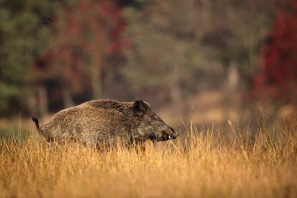 Prase divoké (Sus scrofa), Prase divoké (Sus scrofa) Wild Boar, Autor: Ondřej Prosický | NaturePhoto.cz, Model: Canon EOS 5D Mark II, Objektiv: Canon EF 400mm f/2.8 L IS II USM, Ohnisková vzdálenost (EQ35mm): 500 mm, stativ Gitzo, Clona: 5.0, Doba expozice: 1/1600 s, ISO: 320, Kompenzace expozice: -2/3, Blesk: Ne, 12. listopadu 2011 9:12:09, zvíře v lidské péči, Herálec, Vysočina (Česko) 