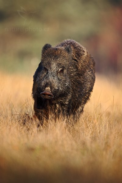 Prase divoké (Sus scrofa), Prase divoké (Sus scrofa) Wild boar, Autor: Ondřej Prosický | NaturePhoto.cz, Model: Canon EOS 5D Mark II, Objektiv: Canon EF 500mm f/4 L IS USM, Ohnisková vzdálenost (EQ35mm): 500 mm, stativ Gitzo, Clona: 5.0, Doba expozice: 1/1250 s, ISO: 320, Kompenzace expozice: -2/3, Blesk: Ne, 12. listopadu 2011 9:16:03, zvíře v lidské péči, Herálec, Vysočina (Česko) 