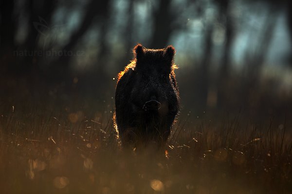 Prase divoké (Sus scrofa), Prase divoké (Sus scrofa) Wild Boar, Autor: Ondřej Prosický | NaturePhoto.cz, Model: Canon EOS 5D Mark II, Objektiv: Canon EF 500mm f/4 L IS USM, Ohnisková vzdálenost (EQ35mm): 500 mm, stativ Gitzo, Clona: 5.0, Doba expozice: 1/1250 s, ISO: 320, Kompenzace expozice: -1, Blesk: Ne, 12. listopadu 2011 9:20:16, zvíře v lidské péči, Herálec, Vysočina (Česko)