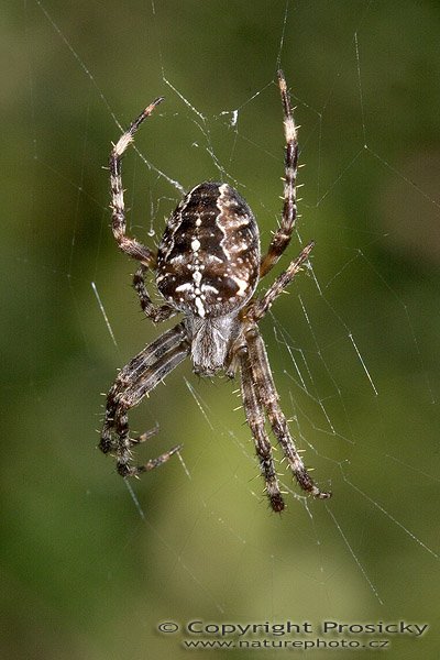 Křižák obecný (Araneus diadematus), Křižák obecný (Araneus diadematus), Autor: Ondřej Prosický, Model aparátu: Canon EOS 20D, Objektiv: Canon EF 100mm f/2.8 Macro USM, Ohnisková vzdálenost: 100.00 mm, Clona: 14.00, Doba expozice: 1/160 s, ISO: 400, Vyvážení expozice: 0.00, Blesk: Ano, Vytvořeno: 6. září 2005 14:00:18, Zdice u Berouna (ČR)
