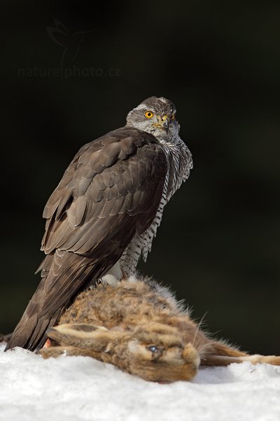 Jestřáb lesní (Accipiter gentilis), Jestřáb lesní (Accipiter gentilis) Goshawk, Autor: Ondřej Prosický | NaturePhoto.cz, Model: Canon EOS 5D Mark II, Objektiv: Canon EF 400mm f/2.8 L IS II USM, Ohnisková vzdálenost (EQ35mm): 800 mm, stativ Gitzo, Clona: 8.0, Doba expozice: 1/400 s, ISO: 320, Kompenzace expozice: -1 2/3, Blesk: Ne, 4. března 2012 10:24:34, zvíře v lidské péči, Herálec, Vysočina (Česko) 