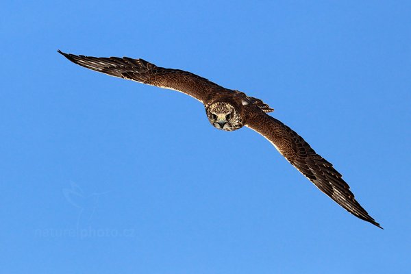 Raroh velký (Falco cherrug), Raroh velký (Falco cherrug) Saker Falcon, Autor: Ondřej Prosický | NaturePhoto.cz, Model: Canon EOS 5D Mark II, Objektiv: Canon EF 400mm f/2.8 L IS II USM, Ohnisková vzdálenost (EQ35mm): 400 mm, stativ Gitzo, Clona: 7.1, Doba expozice: 1/4000 s, ISO: 400, Kompenzace expozice: -2/3, Blesk: Ne, 3. března 2012 10:51:48, zvíře v lidské péči, Herálec, Vysočina (Česko) 