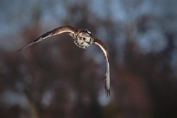 Raroh velký (Falco cherrug), Raroh velký (Falco cherrug), Saker Falcon, Autor: Ondřej Prosický | NaturePhoto.cz, Model: Canon EOS 5D Mark II, Objektiv: Canon EF 400mm f/2.8 L IS II USM, Ohnisková vzdálenost (EQ35mm): 400 mm, stativ Gitzo, Clona: 7.1, Doba expozice: 1/4000 s, ISO: 400, Kompenzace expozice: -2/3, Blesk: Ne, 3. března 2012 10:51:49, zvíře v lidské péči, Herálec, Vysočina (Česko) 