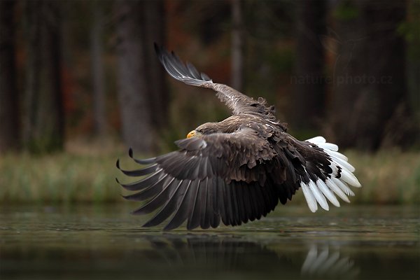 Orel mořský (Haliaeetus albicilla), Orel mořský (Haliaeetus albicilla) White-tailed Eagle, Autor: Ondřej Prosický | NaturePhoto.cz, Model: Canon EOS 5D Mark II, Objektiv: Canon EF 200mm f/2.8 L USM + TC Canon 1.4x, Ohnisková vzdálenost (EQ35mm): 280 mm, stativ Gitzo, Clona: 4.5, Doba expozice: 1/640 s, ISO: 800, Kompenzace expozice: -2/3, Blesk: Ne, 19. listopadu 2011 13:01:36, zvíře v lidské péči, Herálec, Vysočina (Česko) 