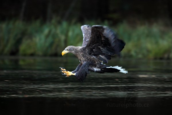 Orel mořský (Haliaeetus albicilla), Orel mořský (Haliaeetus albicilla) White-tailed Eagle, Autor: Ondřej Prosický | NaturePhoto.cz, Model: Canon EOS 5D Mark II, Objektiv: Canon EF 500mm f/2.8 L IS USM, Ohnisková vzdálenost (EQ35mm): 500 mm, stativ Gitzo, Clona: 5.0, Doba expozice: 1/320 s, ISO: 1000, Kompenzace expozice: -1, Blesk: Ne, 12. listopadu 2011 11:43:51, zvíře v lidské péči, Herálec, Vysočina (Česko) 