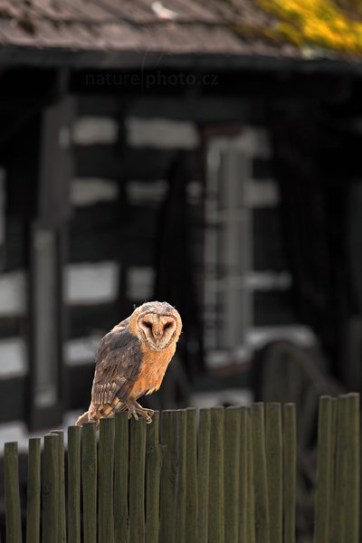 Sova pálená (Tyto alba), Sova pálená (Tyto alba), Barn Owl, Autor: Ondřej Prosický | NaturePhoto.cz, Model: Canon EOS 5D Mark II, Objektiv: Canon EF 400mm f/2.8 L IS II USM, Ohnisková vzdálenost (EQ35mm): 400 mm, stativ Gitzo, Clona: 9.0, Doba expozice: 1/250 s, ISO: 400, Kompenzace expozice: -1 1/3, Blesk: Ne, 4. března 2012 12:17:42, zvíře v lidské péči, Herálec, Vysočina (Česko) 