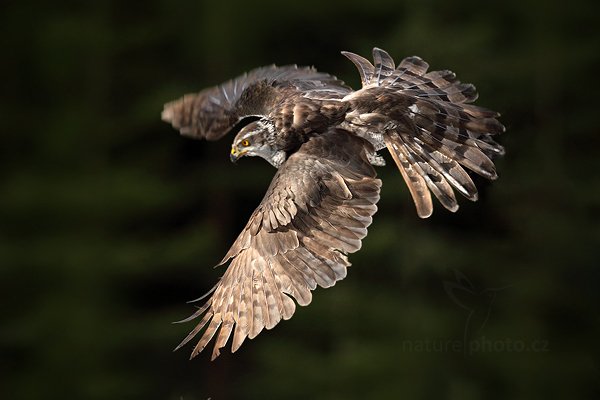 Jestřáb lesní (Accipiter gentilis), Jestřáb lesní (Accipiter gentilis) Goshawk, Autor: Ondřej Prosický | NaturePhoto.cz, Model: Canon EOS 5D Mark II, Objektiv: Canon EF 400mm f/2.8 L IS II USM, Ohnisková vzdálenost (EQ35mm): 400 mm, stativ Gitzo, Clona: 6.3, Doba expozice: 1/1250 s, ISO: 800, Kompenzace expozice: -1 2/3, Blesk: Ne, 4. března 2012 10:22:44, zvíře v lidské péči, Herálec, Vysočina (Česko) 