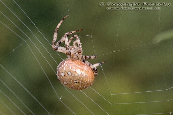 Křižák čtyřskvrnný (Araneus quadratus), Autor: Ondřej Prosický, Model aparátu: Canon EOS 20D, Objektiv: Canon EF 100mm f/2.8 Macro USM, Ohnisková vzdálenost: 100.00 mm, Clona: 13.00, Doba expozice: 1/200 s, ISO: 400, Vyvážení expozice: 0.00, Blesk: Ano, Vytvořeno: 10. září 2005 11:17:06, NPR Kačák u Kladna (ČR)