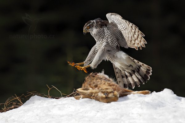 Jestřáb lesní (Accipiter gentilis), Jestřáb lesní (Accipiter gentilis) Goshawk, Autor: Ondřej Prosický | NaturePhoto.cz, Model: Canon EOS 5D Mark II, Objektiv: Canon EF 400mm f/2.8 L IS II USM, Ohnisková vzdálenost (EQ35mm): 400 mm, stativ Gitzo, Clona: 6.3, Doba expozice: 1/1000 s, ISO: 800, Kompenzace expozice: -1 2/3, Blesk: Ne, 4. března 2012 10:11:39, zvíře v lidské péči, Herálec, Vysočina (Česko) 