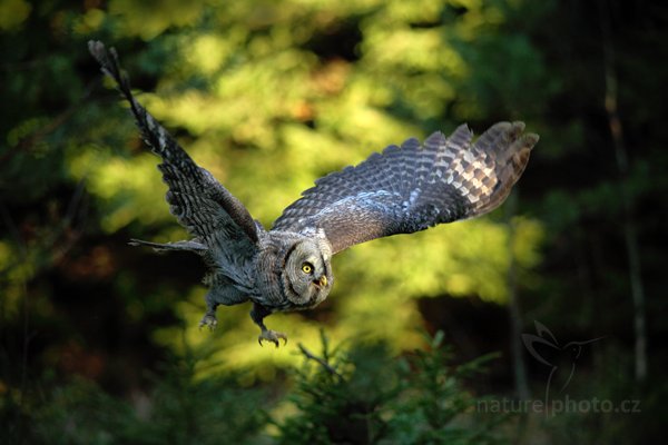 Puštík vousatý (Strix nebulosa), Puštík vousatý (Strix nebulosa) Great Grey Owl, Autor: Ondřej Prosický | NaturePhoto.cz, Model: Canon EOS 5D Mark II, Objektiv: Canon EF 200mm f/2.8 L USM + TC Canon 1.4x, Ohnisková vzdálenost (EQ35mm): 280 mm, stativ Gitzo, Clona: 4.0, Doba expozice: 1/800 s, ISO: 800, Kompenzace expozice: -1, Blesk: Ne, 12. listopadu 2011 14:00:01, zvíře v lidské péči, Herálec, Vysočina (Česko) 