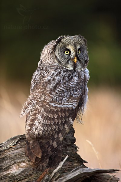 Puštík vousatý (Strix nebulosa), Puštík vousatý (Strix nebulosa) Great Grey Owl, Autor: Ondřej Prosický | NaturePhoto.cz, Model: Canon EOS 5D Mark II, Objektiv: Canon EF 400mm f/2.8 L IS II USM, Ohnisková vzdálenost (EQ35mm): 500 mm, stativ Gitzo, Clona: 4.5, Doba expozice: 1/200 s, ISO: 400, Kompenzace expozice: -2/3, Blesk: Ne, 19. listopadu 2011 14:37:10, zvíře v lidské péči, Herálec, Vysočina (Česko) 