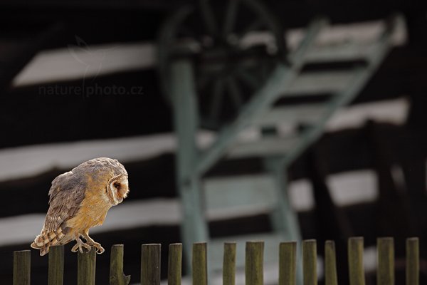 Sova pálená (Tyto alba), Sova pálená (Tyto alba), Barn Owl,, Autor: Ondřej Prosický | NaturePhoto.cz, Model: Canon EOS 5D Mark II, Objektiv: Canon EF 400mm f/2.8 L IS II USM, Ohnisková vzdálenost (EQ35mm): 400 mm, stativ Gitzo, Clona: 5.6, Doba expozice: 1/1000 s, ISO: 400, Kompenzace expozice: -1 1/3, Blesk: Ne, 4. března 2012 12:15:39, zvíře v lidské péči, Herálec, Vysočina (Česko) 