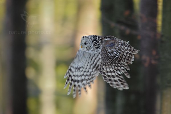 Puštík bělavý (Strix uralensis), Puštík bělavý (Strix uralensis) Ural Owl, Autor: Ondřej Prosický | NaturePhoto.cz, Model: Canon EOS 5D Mark II, Objektiv: Canon EF 400mm f/2.8 L IS II USM, Ohnisková vzdálenost (EQ35mm): 400 mm, stativ Gitzo, Clona: 4.5, Doba expozice: 1/800 s, ISO: 800, Kompenzace expozice: -1, Blesk: Ne, 3. března 2012 14:49:02, zvíře v lidské péči, Herálec, Vysočina (Česko) 