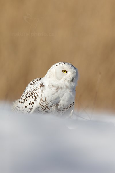 Sovice sněžná (Nyctea scandiaca), Sovice sněžná (Nyctea scandiaca) Snowy Owl, Autor: Ondřej Prosický | NaturePhoto.cz, Model: Canon EOS 5D Mark II, Objektiv: Canon EF 400mm f/2.8 L IS II USM, Ohnisková vzdálenost (EQ35mm): 560 mm, stativ Gitzo, Clona: 6.3, Doba expozice: 1/3200 s, ISO: 400, Kompenzace expozice: 0, Blesk: Ne, 3. března 2012 8:37:11, zvíře v lidské péči, Herálec, Vysočina (Česko) 