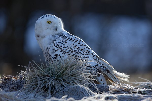 Sovice sněžná (Nyctea scandiaca), Sovice sněžná (Nyctea scandiaca) Snowy Owl, Autor: Ondřej Prosický | NaturePhoto.cz, Model: Canon EOS 5D Mark II, Objektiv: Canon EF 400mm f/2.8 L IS II USM, Ohnisková vzdálenost (EQ35mm): 560 mm, stativ Gitzo, Clona: 6.3, Doba expozice: 1/500 s, ISO: 400, Kompenzace expozice: 0, Blesk: Ne, 3. března 2012 8:28:01, zvíře v lidské péči, Herálec, Vysočina (Česko) 