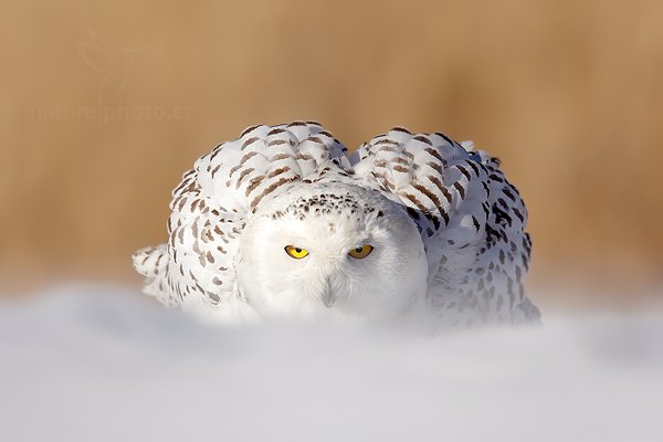 Sovice sněžná (Nyctea scandiaca), Sovice sněžná (Nyctea scandiaca) Snowy Owl, Autor: Ondřej Prosický | NaturePhoto.cz, Model: Canon EOS 5D Mark II, Objektiv: Canon EF 400mm f/2.8 L IS II USM + TC Canon 1.4x, Ohnisková vzdálenost (EQ35mm): 560 mm, fotografováno z ruky, Clona: 8.0, Doba expozice: 1/1000 s, ISO: 200, Kompenzace expozice: 0, Blesk: Ne, Vytvořeno: 3. března 2012 8:43:36, zvíře v lidské péči, Herálec, Vysočina (Česko) 