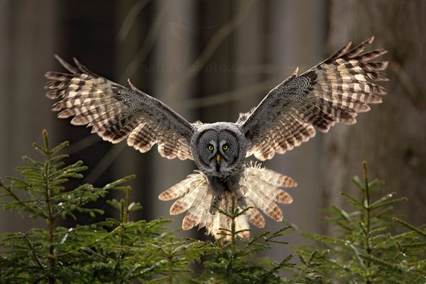 Puštík vousatý (Strix nebulosa), Puštík vousatý (Strix nebulosa) Great Grey Owl, Autor: Ondřej Prosický | NaturePhoto.cz, Model: Canon EOS 5D Mark II, Objektiv: Canon EF 400mm f/2.8 L IS II USM, Ohnisková vzdálenost (EQ35mm): 400 mm, stativ Gitzo, Clona: 4.0, Doba expozice: 1/250 s, ISO: 250, Kompenzace expozice: -2/3, Blesk: Ne, 4. března 2012 8:47:52, zvíře v lidské péči, Herálec, Vysočina (Česko) 