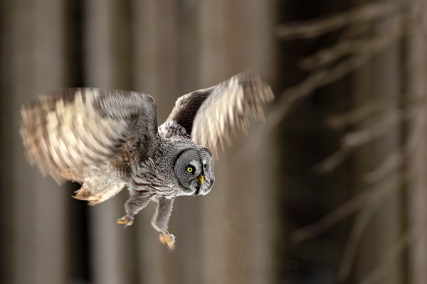 Puštík vousatý (Strix nebulosa), Puštík vousatý (Strix nebulosa) Great Grey Owl, Autor: Ondřej Prosický | NaturePhoto.cz, Model: Canon EOS 5D Mark II, Objektiv: Canon EF 400mm f/2.8 L IS II USM, Ohnisková vzdálenost (EQ35mm): 400 mm, fotografováno z ruky, Clona: 4.0, Doba expozice: 1/250 s, ISO: 250, Kompenzace expozice: -2/3, Blesk: Ne, Vytvořeno: 4. března 2012 8:44:51, zvíře v lidské péči, Herálec, Vysočina (Česko)