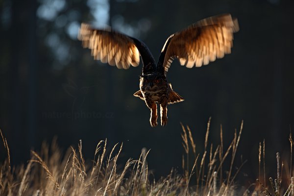 Výr velký (Bubo bubo)