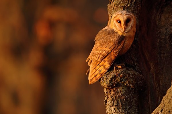 Sova pálená (Tyto alba), Sova pálená (Tyto alba) Barn Owl, Autor: Ondřej Prosický | NaturePhoto.cz, Model: Canon EOS 5D Mark II, Objektiv: Canon EF 500mm f/4 L IS USM, Ohnisková vzdálenost (EQ35mm): 500 mm, stativ Gitzo, Clona: 5.6, Doba expozice: 1/160 s, ISO: 500, Kompenzace expozice: -2/3, Blesk: Ne, 19. listopadu 2011 15:40:37, zvíře v lidské péči, Herálec, Vysočina (Česko)